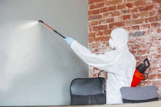 Best Basement Mold Removal  in Valley Stream, NY