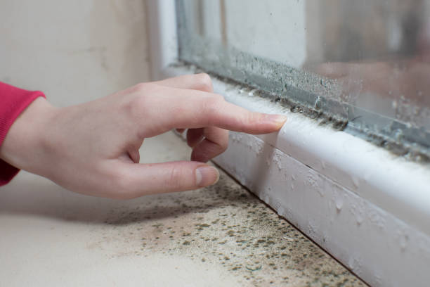 Best Mold Remediation for Healthcare Facilities  in Valley Stream, NY